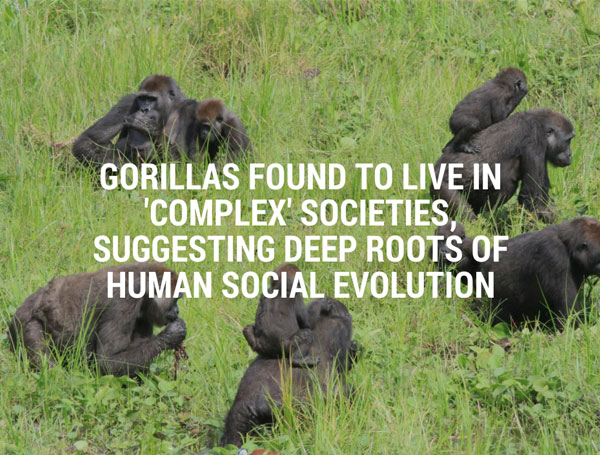 Text Over Media section from Gorillas Found To Live In 'Complex' Societies, by the University of Cambridge